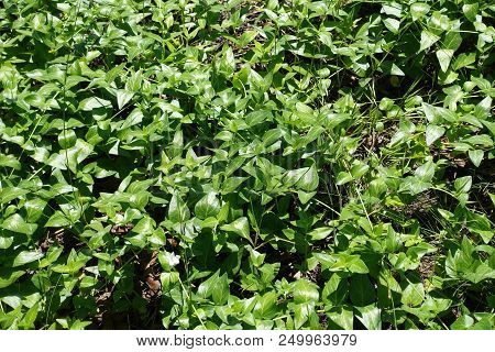 Trailing Vine Of Vinca Major With White Flowers