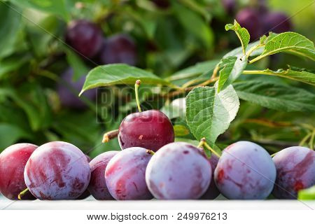 Close Up Ripe Fruit Of Cherry Plum On Table And Tree Branch In Garden. Vegetarian Healthy Summer Foo
