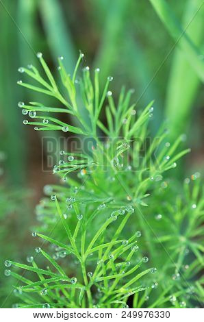 Dill Plants In Summer Day. Green Dill.