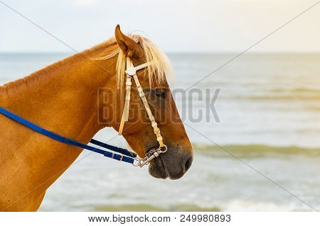 Focus Head Of Brown Arabian Horse On The Beach. The Eyes Are Exhausted. Lonely Eyes. Fatigue And Be 