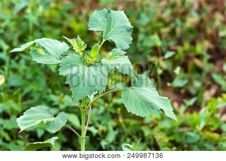 Close Up Small Green Weed Plant Called Giant Sumpweed Or Cyclachaena Xanthiifolia Close