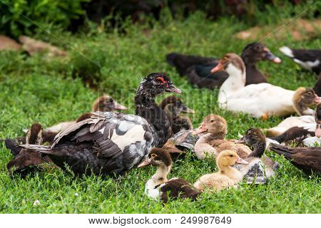 Group Of Farm Ducks Rest In Back Yard