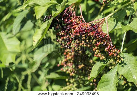 Black Elderberry. Bunch Of Ripening Black Elderberry (sambucus)