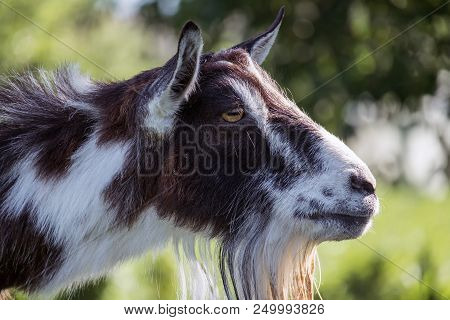 Female Goat Head Profile (capra Aegagrus Hircus)