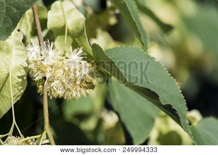 Linden Blossom. Flowers And Leaves Of Linden (tília)
