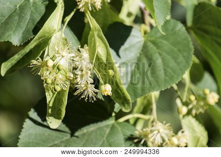 Linden Blossom. Flowers And Leaves Of Linden (tília)