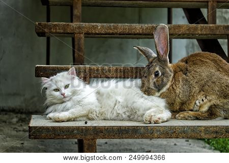 Loving Rabbit And White Cat Rest On The Steps