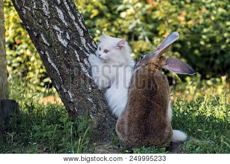 White Cat And A Loving Rabbit. Cat And Rabbit Friends