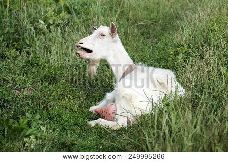 White Domestic Goat Bleating In Indignation (capra Aegagrus Hircus)