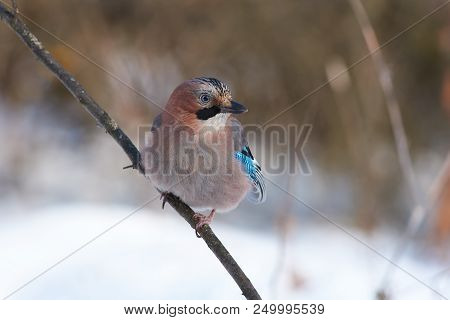 Eurasian Jay (garrulus Glandarius) Sits On A Thin Branch (glare In The Eye).