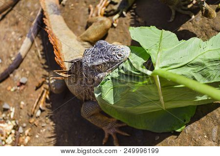 Iguana Bitting On A Large Green Leave