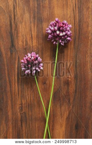 Wild Onion Violet On A Wooden Background Of Black Walnut. Beautiful Summer Wildflowers. Two Flowers.