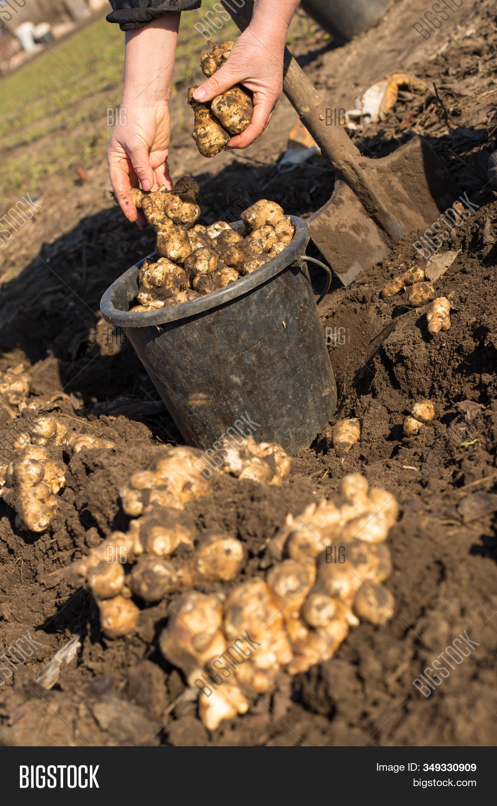 Digging Edible Roots Image & Photo (Free Trial) | Bigstock