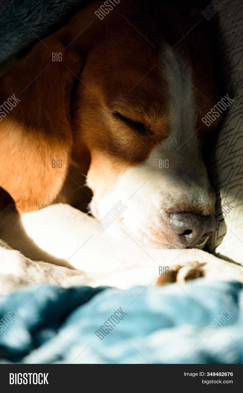 Sleeping Dog Bed. Pet Image & Photo (Free Trial) Bigstock