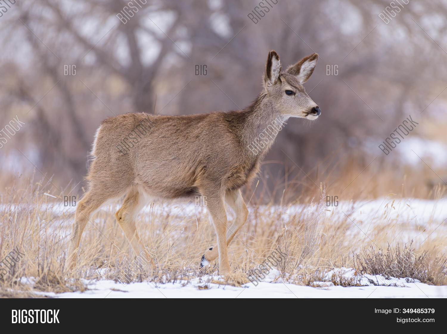 Wildlife Colorado. Image & Photo (Free Trial) Bigstock