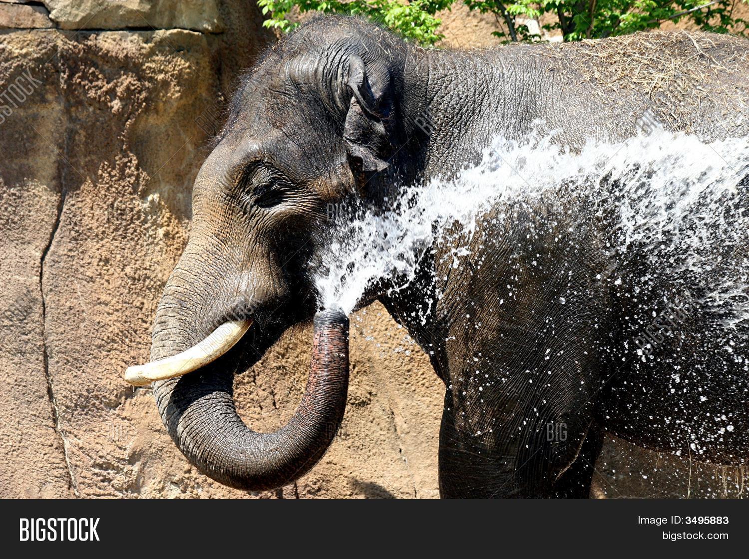 Elephant Washing Image & Photo (Free Trial) Bigstock