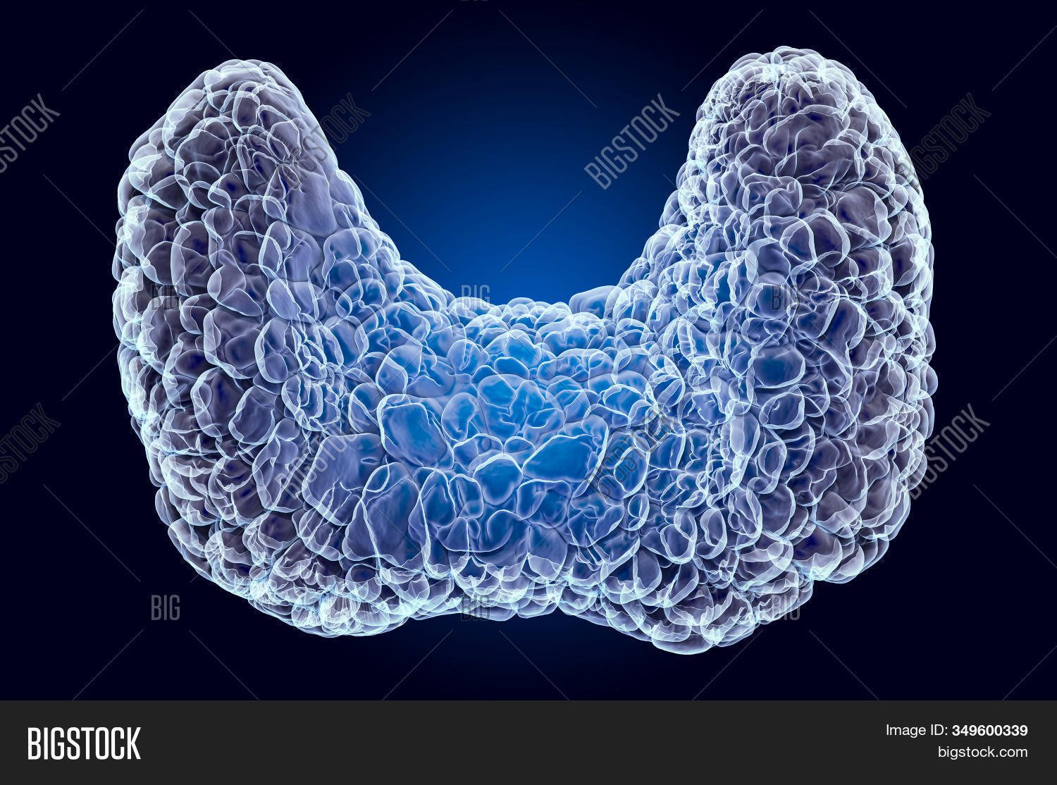Human Thyroid, Xray Image & Photo (Free Trial) Bigstock