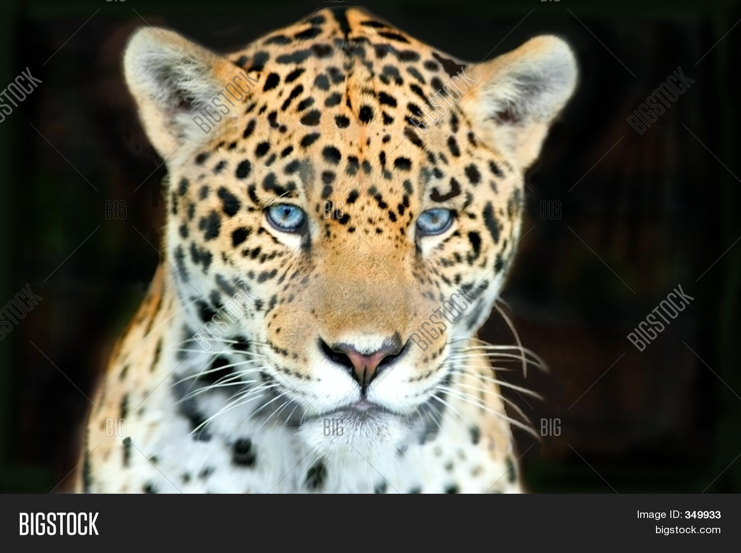 Jaguar Head Shot Image & Photo (Free Trial) Bigstock