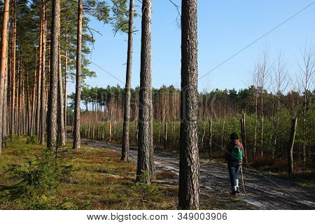 Walk In The Pine Forest In Poland
