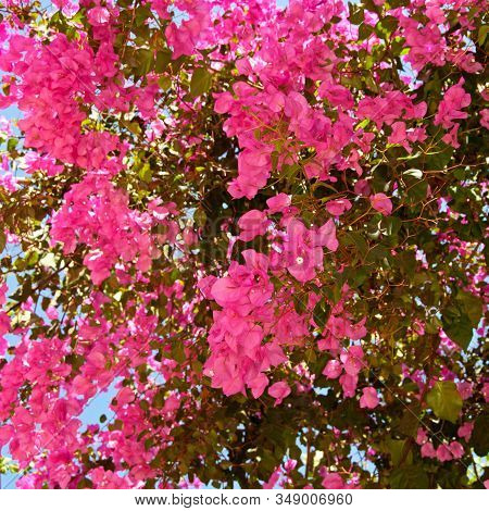 Beautiful Pink Flowers Bougainvillea