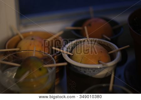 A Young Fresh Avocado Pit Grows From A Seed In A Pot. Selective Focus.