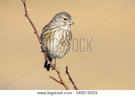 Common Linnet Female, Carduelis Cannabina, Perched On A Branch Against A Uniform Ocher Background