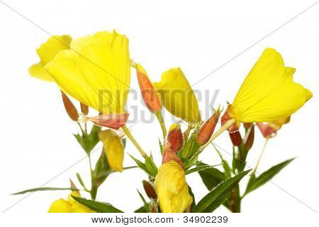 Oenothera glazioviana flor isolado no branco