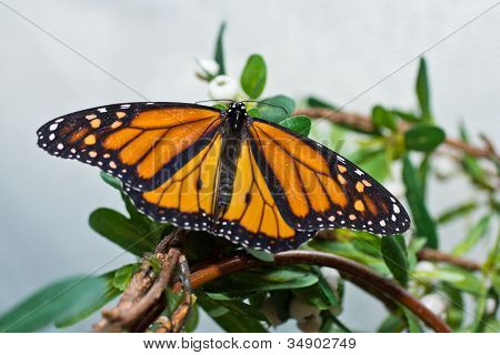 En Monarch Butterfly i vila