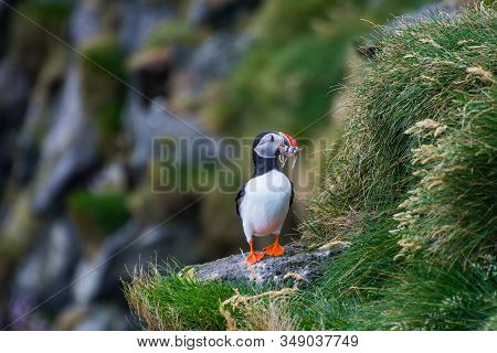 Puffin Holding Fish In Its Mouth In The Cliffs Of Ingolfshofdi Cape In Iceland