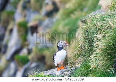 Puffin Holding Fish In Its Mouth In The Cliffs Of Ingolfshofdi Cape In South Iceland