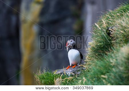 Puffin Holding Fish In Its Mouth In The Cliffs Of Ingolfshofdi Cape In Iceland