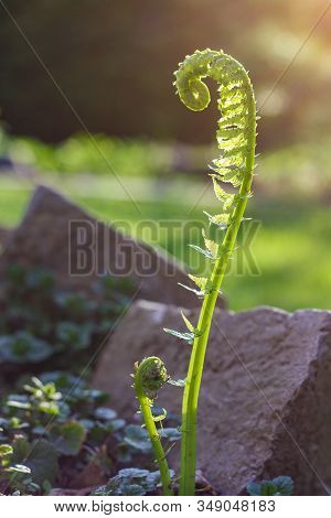 An Unfurling Fiddle-head Reaching For The Last Warmth Of The Evening Springtime Sun.