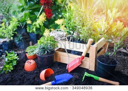 Gardening Tools On Soil Background Ready To Planting Flowers And Small Plant In The Spring Garden Wo