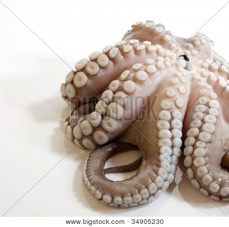 Krake