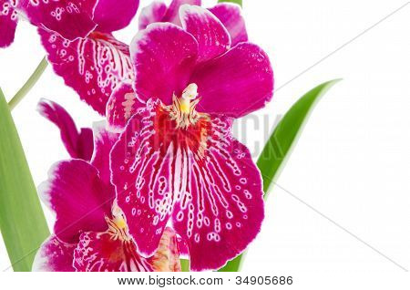 Viooltje Orchid - Miltonia wetteloze Falls