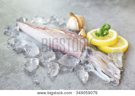 Raw Squid On Ice With Salad Spices Lemon Garlic On White Plate Background / Fresh Squids Octopus Or 