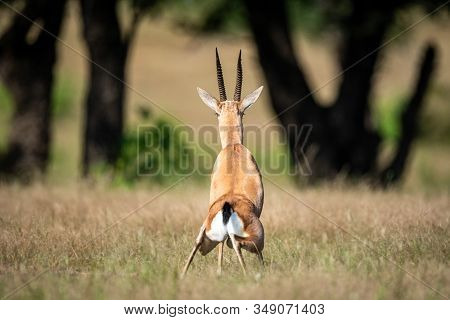 Chinkara Or Indian Gazelle An Antelope At Ranthambore National Park, Rajasthan, India - Gazella Benn