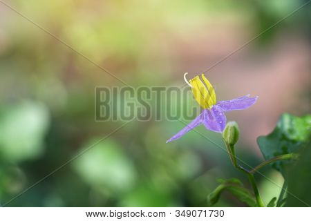 Close Up Flower Of Solanum Trilobatum Linn In Organic Herb Garden