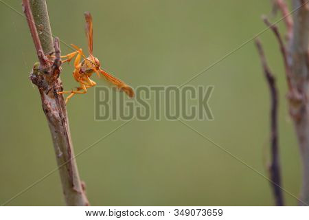 Portrait Of Wasp On The Green Leaf In Nature.insect. Wasp Eyes, Wasp Feathers,wasp On The Green Leaf