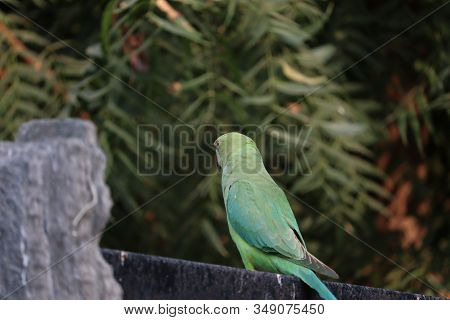 Back View Of Parrot On Iron Rod, Outdoors Birds,also The Blue-crowned Green Parrot, Luzon Parrot, Th
