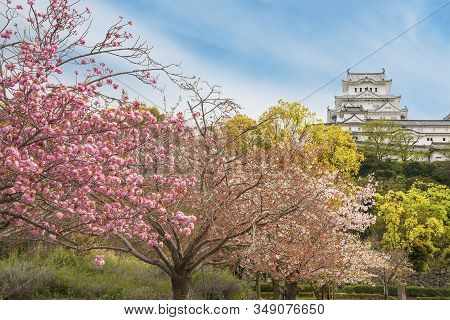 Sakura Flower And Himeji Castle In Japan