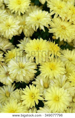 Beautiful Yellow Real Gerbera Daisy Flower Background For Wedding Backdrop. Beautiful Spring Backgro