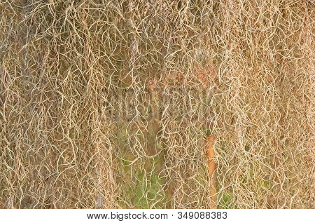 Spanish Moss (tillandsia Usneoides) Form As Natural Curtain, Suitable As Background