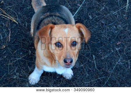 Little Outbred Dog. The Animal Is Looking Into The Lens.