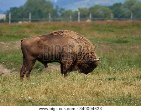 small herd of European bison (Bison bonasus), also known as Wisent or the European wood bison grazing