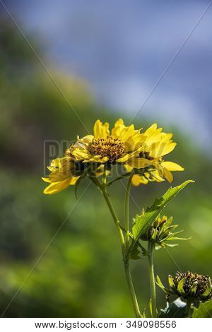 Heads And Buds Of Yellow Verbesina Encelioides Flower In Bloom Close-up On A Blurred Background