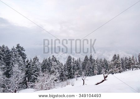 Tall Pine Trees Covered With Fresh Snow On A Himalayan Mountain