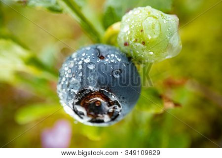 Blueberry antioxidants on a background of Norwegian nature.