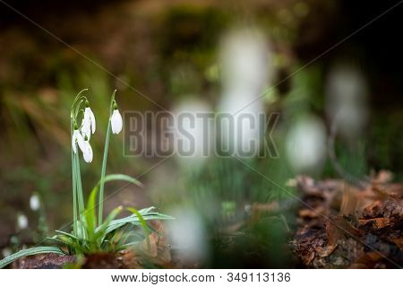 White Flowers Called Bucaneve Taken During The Trekking Walk In The Woods Of Montescudaio In The Pro