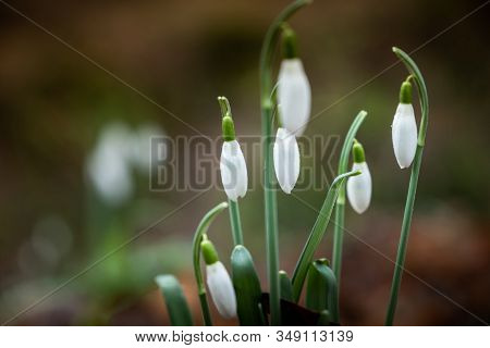 White Flowers Called Bucaneve Taken During The Trekking Walk In The Woods Of Montescudaio In The Pro
